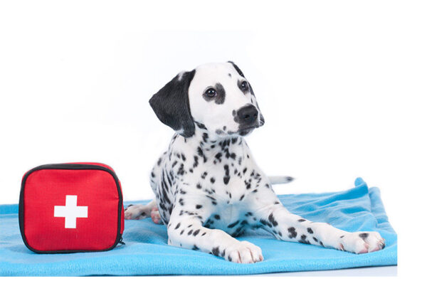 Advanced First Aid for Puppies and Dogs